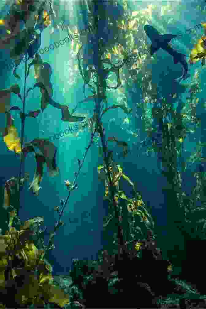 A Baby Shark Exploring The Underwater Kelp Forest Shark Is Amazing: Photo Fantasy World Of Baby Sharks Photography Pictures (photobook Nature 1)