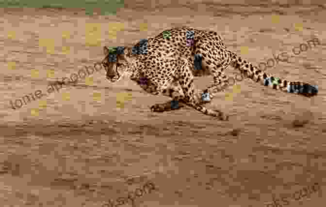 A Cheetah Running Across The African Savannah Day Of The Cheetah (Patrick McLanahan 4)