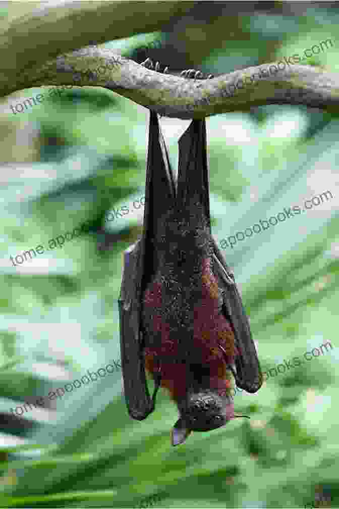 A Curious Bat Hangs Upside Down, Revealing Its Intricate Wing Structure. The World Of Mammals: Lessons On Bats Blue Whales Pandas And Elephants Animal Junior Scholars Edition Children S Animal