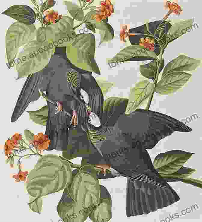 A Detailed And Realistic Illustration Of A White Crowned Pigeon By John James Audubon. Counted Cross Stitch Pattern: White Crowned Pigeon Bird By John James Audubon PROFESSIONALLY EDITED Image (Audubon Bird Series)