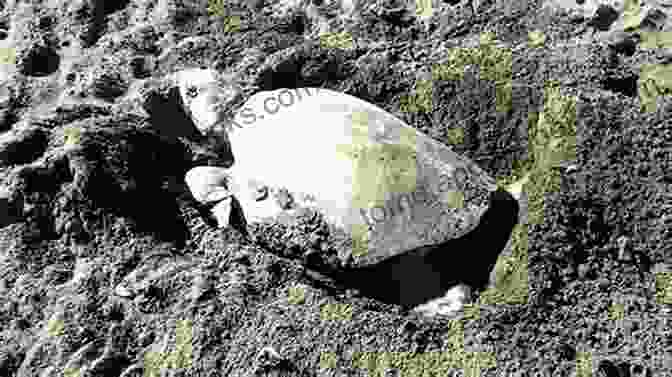 A Female Sea Turtle Diligently Constructing A Nest On A Secluded Beach Sea Turtles Up Close B J Daniels