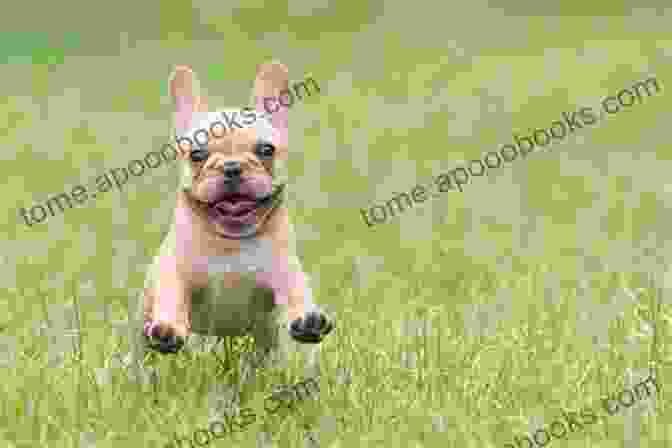 A Happy French Bulldog Puppy Playing In The Grass The Happy French Bulldog: Raise Your Puppy To A Happy Well Mannered Dog (Happy Paw Series) (The Happy Paw Series)