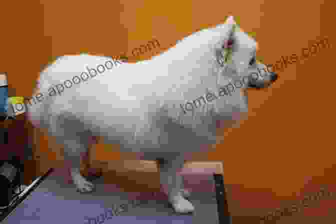 A Japanese Spitz Being Groomed Japanese Spitz Dog : Japanese Spitz Care Behavior Diet Interacting Costs And Health Care