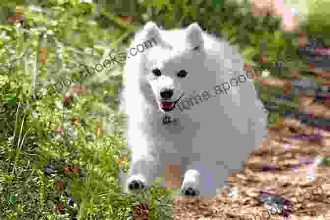 A Japanese Spitz Playing Fetch Japanese Spitz Dog : Japanese Spitz Care Behavior Diet Interacting Costs And Health Care