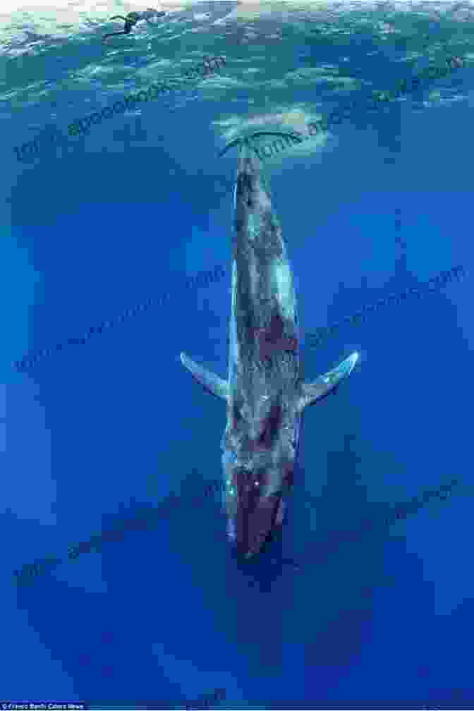 A Majestic Blue Whale Surfaces From The Depths, Displaying Its Massive Body And Graceful Movements. The World Of Mammals: Lessons On Bats Blue Whales Pandas And Elephants Animal Junior Scholars Edition Children S Animal