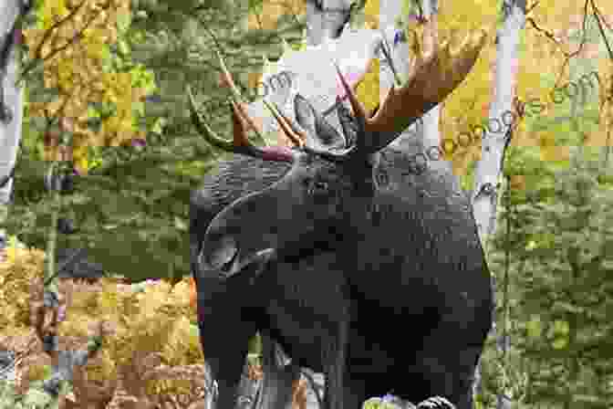 A Moose Standing In A Forest Wildlife: 3 Days In Massachusetts 2024: A Photographic Collection: Vol 3 (Wildlife: Massachusetts)