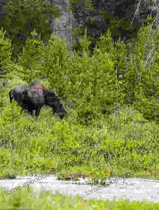 A Photo Of A Moose Grazing In The Gallatin Canyon, With The Towering Mountains In The Background Day Hikes Around Bozeman Montana: Including The Gallatin Canyon And Paradise Valley