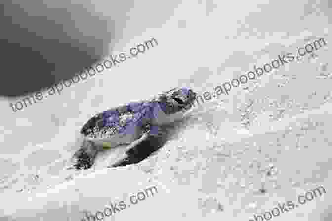 A Photograph Of A Sea Turtle Nesting On The Beach On The Outer Banks Outer Banks Scenic Byway (Images Of America)