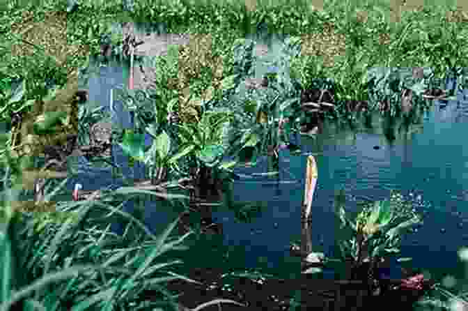 A Photograph Of A Wetland With Lush Vegetation And Waterbirds. Wetlands And Habitats Yeqiao Wang