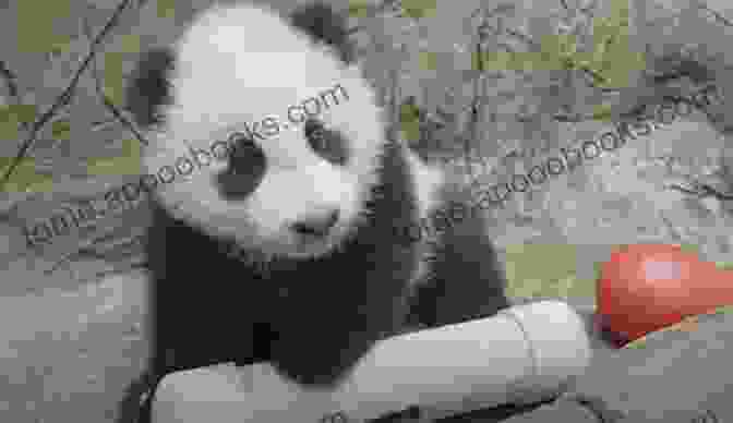 A Playful Panda Cub Explores Its Surroundings, Showcasing Its Adorable Black And White Markings. The World Of Mammals: Lessons On Bats Blue Whales Pandas And Elephants Animal Junior Scholars Edition Children S Animal