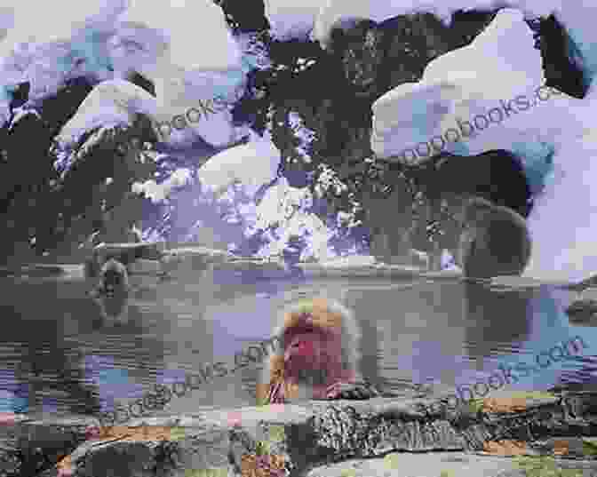 A Snow Monkey Relaxing In A Hot Spring Japanese Snow Monkeys Jennifer Robin