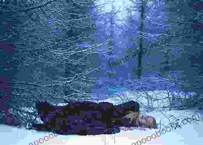 A Snowy Forest Scene With A Dead Body Lying In The Snow Drive Your Plow Over The Bones Of The Dead: A Novel