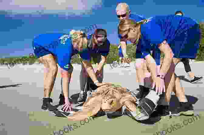 A Team Of Conservationists Releasing A Rehabilitated Sea Turtle Back Into The Wild Sea Turtles Up Close B J Daniels