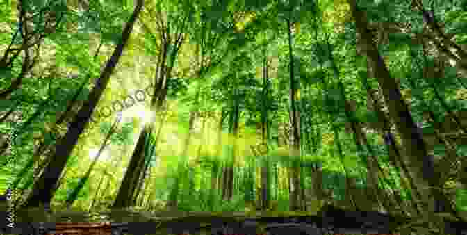 A Vibrant And Lush Forest With Towering Trees And Dappled Sunlight Eyes Of The Forest April Henry