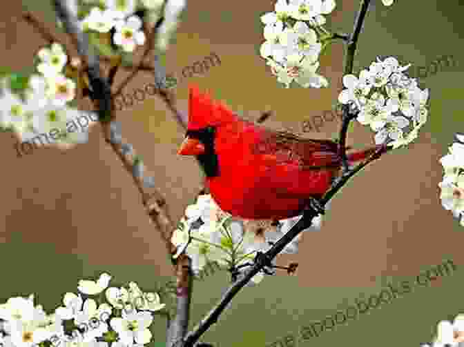 A Vibrant Cardinal Perched On A Blooming Dogwood Tree, Its Brilliant Red Plumage Contrasting Against The Delicate White Petals. Wildlife: 3 Days In Massachusetts 2024: A Photographic Collection: Vol 2 (Wildlife: Massachusetts)