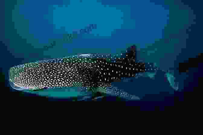 An Aerial View Of A Whale Shark Swimming Near The Surface Of The Water Shark Is Amazing: Photo Fantasy World Of Baby Sharks Photography Pictures (photobook Nature 1)