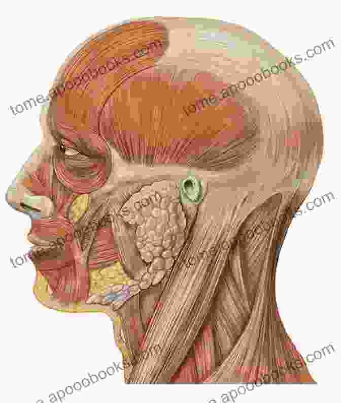 Anatomy Of The Head Child Abuse Pocket Atlas Volume 3: Head Injuries (Pocket Atlas Series)