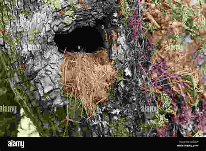 Birds Nesting In The Cavities Of A Knotty Tree, Demonstrating Its Significance As A Wildlife Habitat Knotty Trees Sherry Riggs