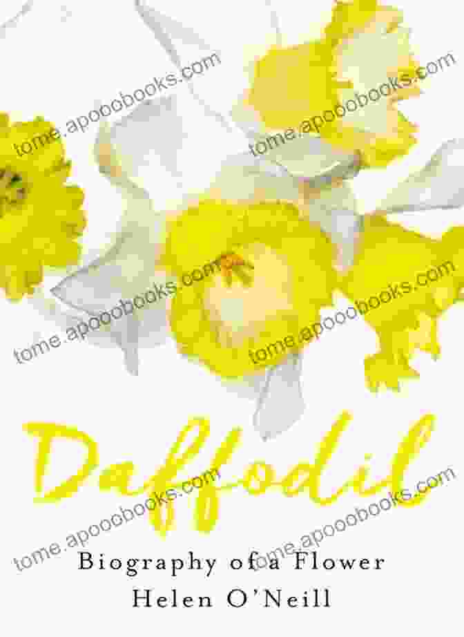 Book Cover Of Daffodil Dawn By Anthony Eymard Featuring A Vibrant Landscape And The Silhouette Of A Woman In A Field Of Daffodils Daffodil Dawn ANTHONY EYMARD