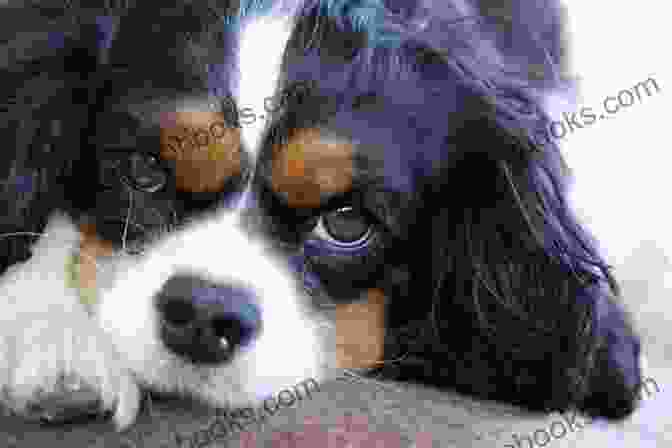 Cavalier King Charles Spaniel Grooming, Care The Happy Cavalier King Charles Spaniel: Raise Your Puppy To A Happy Well Mannered Dog (The Happy Paw Series)