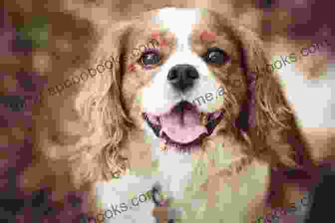 Cavalier King Charles Spaniel Royalty, History The Happy Cavalier King Charles Spaniel: Raise Your Puppy To A Happy Well Mannered Dog (The Happy Paw Series)