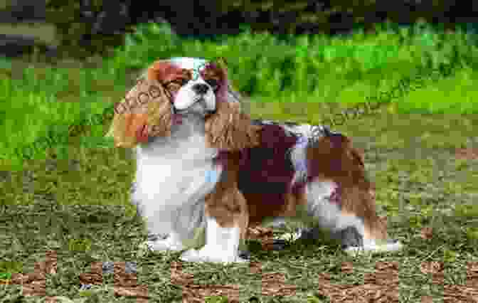 Cavalier King Charles Spaniel With Family, Happiness The Happy Cavalier King Charles Spaniel: Raise Your Puppy To A Happy Well Mannered Dog (The Happy Paw Series)