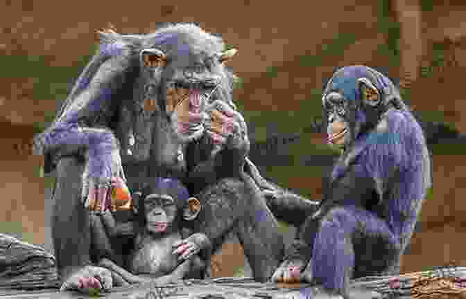 Chimpanzee Intelligent Animals You Need To Meet Animal Age 8 Children S Animal