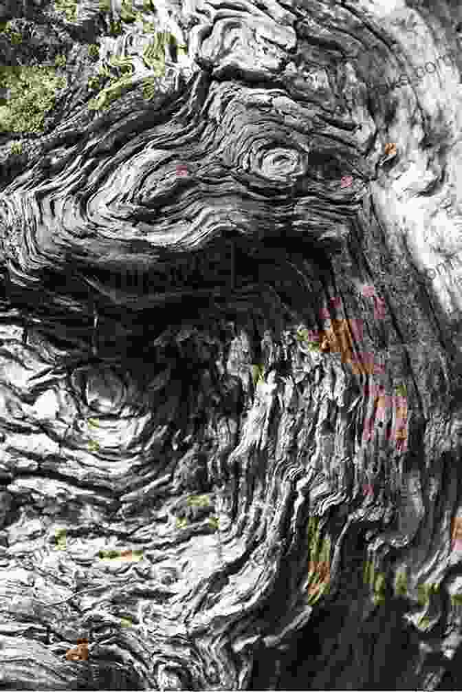 Close Up View Of A Gnarled Tree Trunk, Exhibiting A Complex Knotty Formation Due To Environmental Stress And Biological Processes Knotty Trees Sherry Riggs