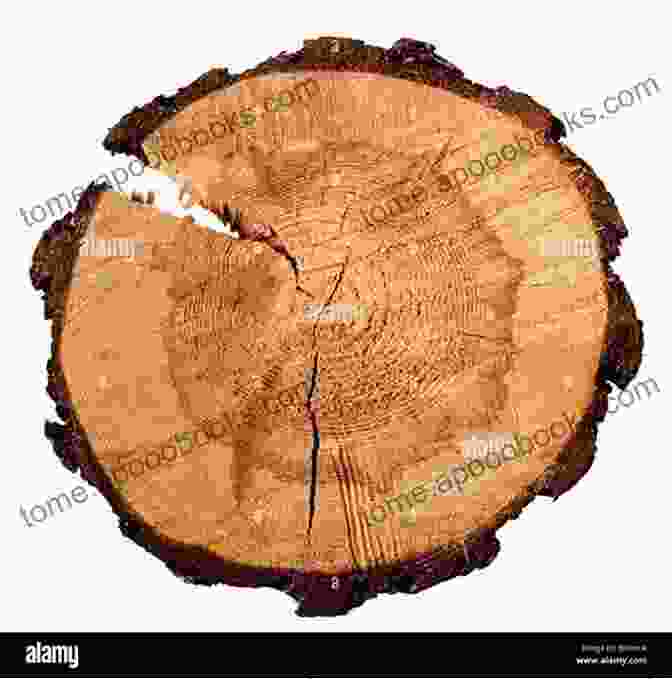 Cross Section Of A Tree Trunk Revealing Growth Rings, Indicating The Annual Growth Patterns And Providing Insights Into Past Climate Conditions Knotty Trees Sherry Riggs