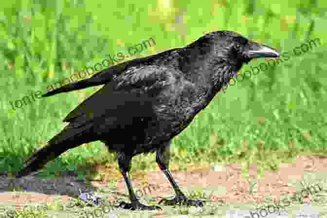 Crow Intelligent Animals You Need To Meet Animal Age 8 Children S Animal