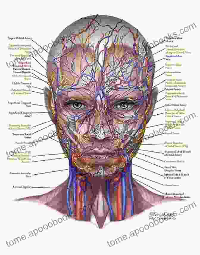 Detailed Anatomy Of The Facial Nerve Atlas Of The Facial Nerve And Related Structures