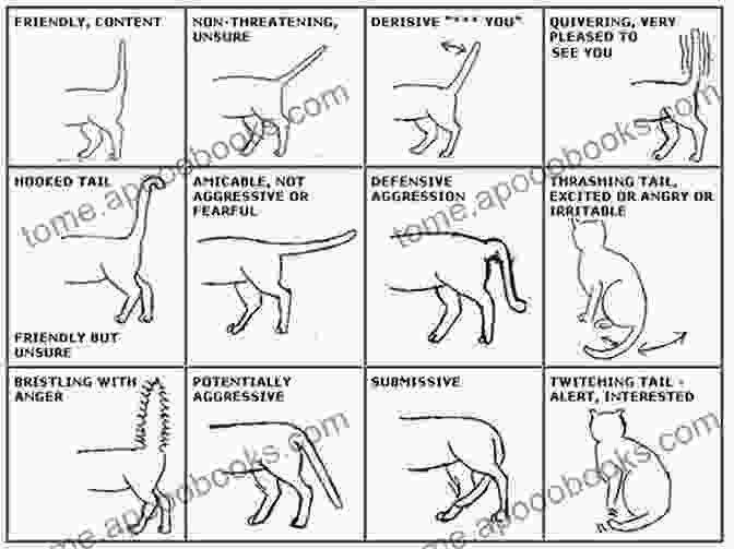 Diagram Of Different Cat Tail Positions And Their Meanings DECODING YOUR CAT BEHAVIOR: UNDERSTANDING AND SPEAKING CAT BODY LANGUAGE