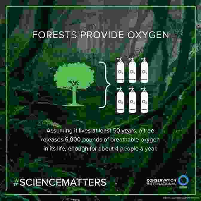 Image Of A Forest Providing Oxygen And Filtering Water How Ecosystems Work (My Science Library)