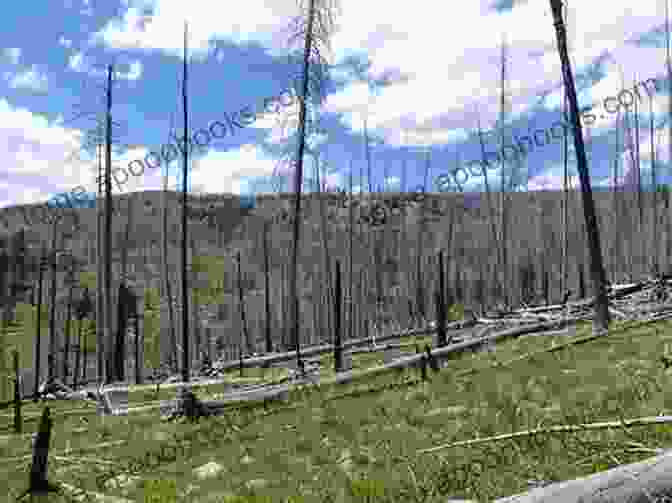 Image Of A Forest Recovering After A Wildfire How Ecosystems Work (My Science Library)