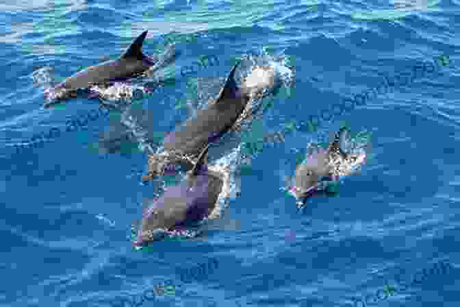 Image Of A Group Of Chimpanzees And A Group Of Dolphins Beautiful Minds: The Parallel Lives Of Great Apes And Dolphins