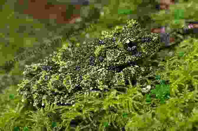 Image Of A Rainforest Frog With Exceptional Camouflage How Ecosystems Work (My Science Library)