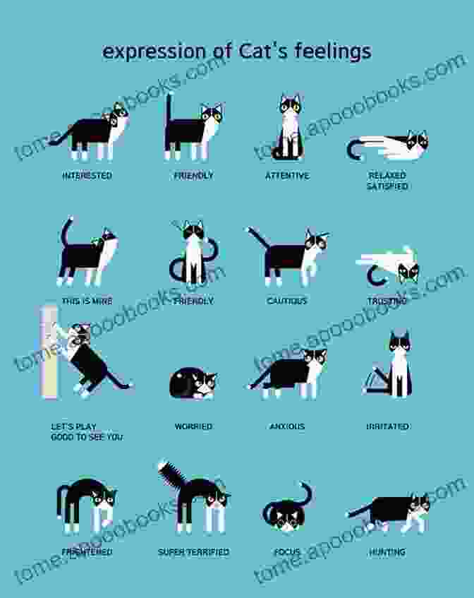 Infographic Showcasing Various Cat Body Language Poses And Their Interpretations DECODING YOUR CAT BEHAVIOR: UNDERSTANDING AND SPEAKING CAT BODY LANGUAGE