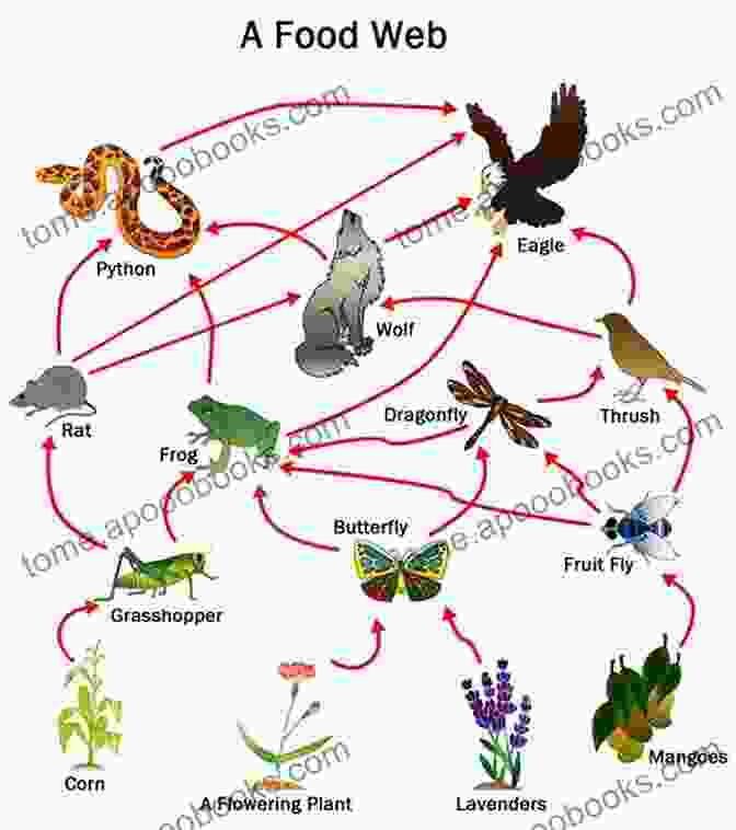 Intricate Food Web Showcasing The Interconnectedness Of Species How Ecosystems Work (My Science Library)