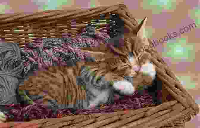 Kitten Sleeping Contentedly In A Basket Kitten Love: The Trilogy Ariele M Huff