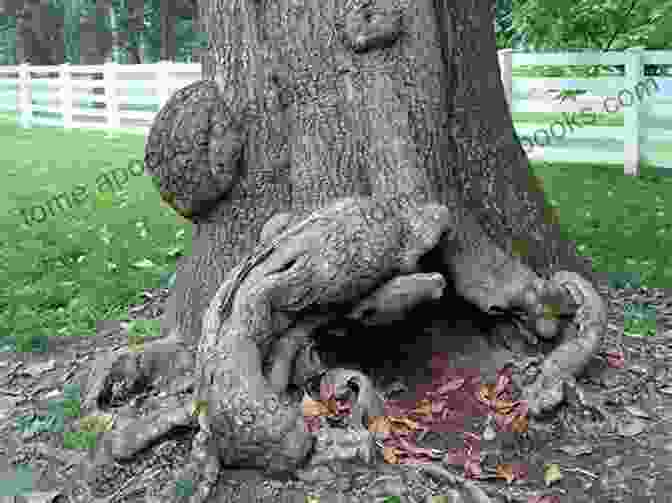 Majestic Knotty Tree Standing Tall In The Forest, Showcasing Its Intricate And Gnarled Trunk Knotty Trees Sherry Riggs