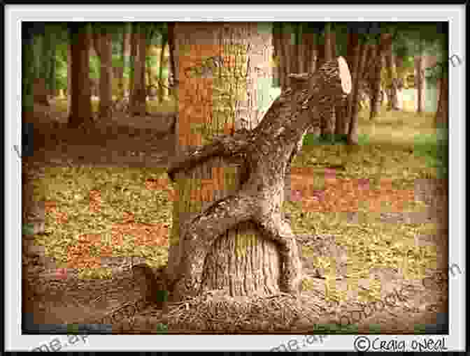 Majestic Knotty Tree Standing Tall In The Forest, Symbolizing The Resilience And Beauty Of Nature's Imperfections Knotty Trees Sherry Riggs