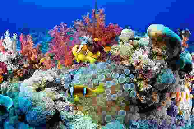 Photobook Cover Showing An Underwater Scene With Colorful Coral Reefs And Marine Life. Marine Life: Photobook Of Underwater World That S Fantastic (photobook Nature 1)