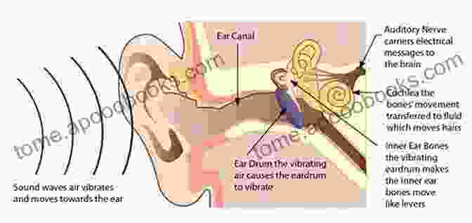 Step 6: Pull The Left Ear Through The Loop Shoe Tieing For Beginners Simplified: The Ultimate Guide To Learn And Master How To Quickly Tie Your Shoes From Scratch With Ease