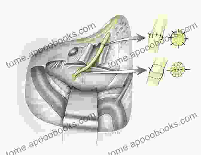 Surgical Dissection Of The Facial Nerve Atlas Of The Facial Nerve And Related Structures