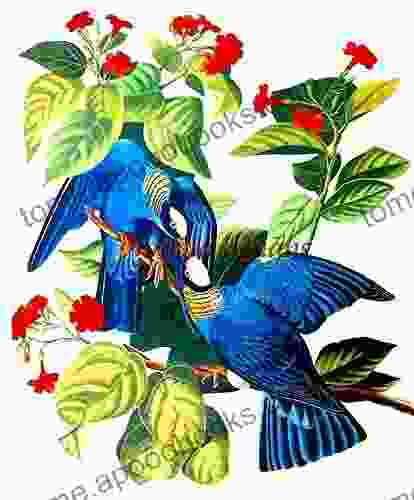 Counted Cross Stitch Pattern: White Crowned Pigeon Bird By John James Audubon PROFESSIONALLY EDITED Image (Audubon Bird Series)